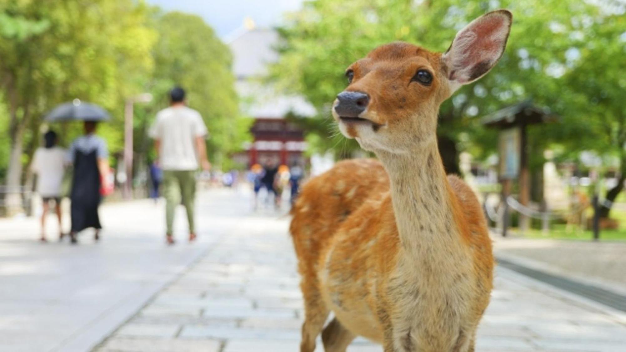 嵐 難波西 民宿 Bed And Breakfast Osaka Exteriör bild
